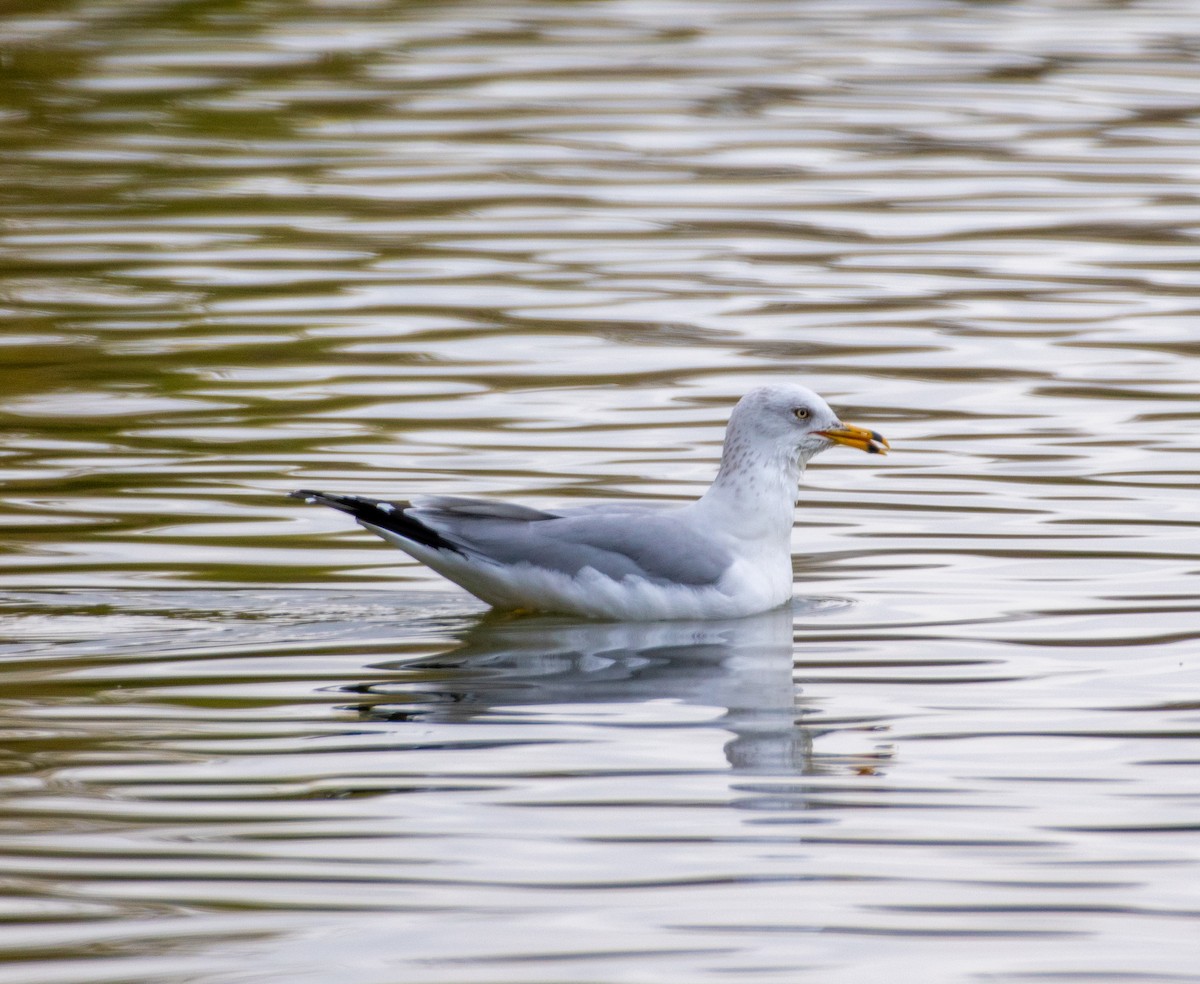 Ring-billed Gull - Ched Whitney