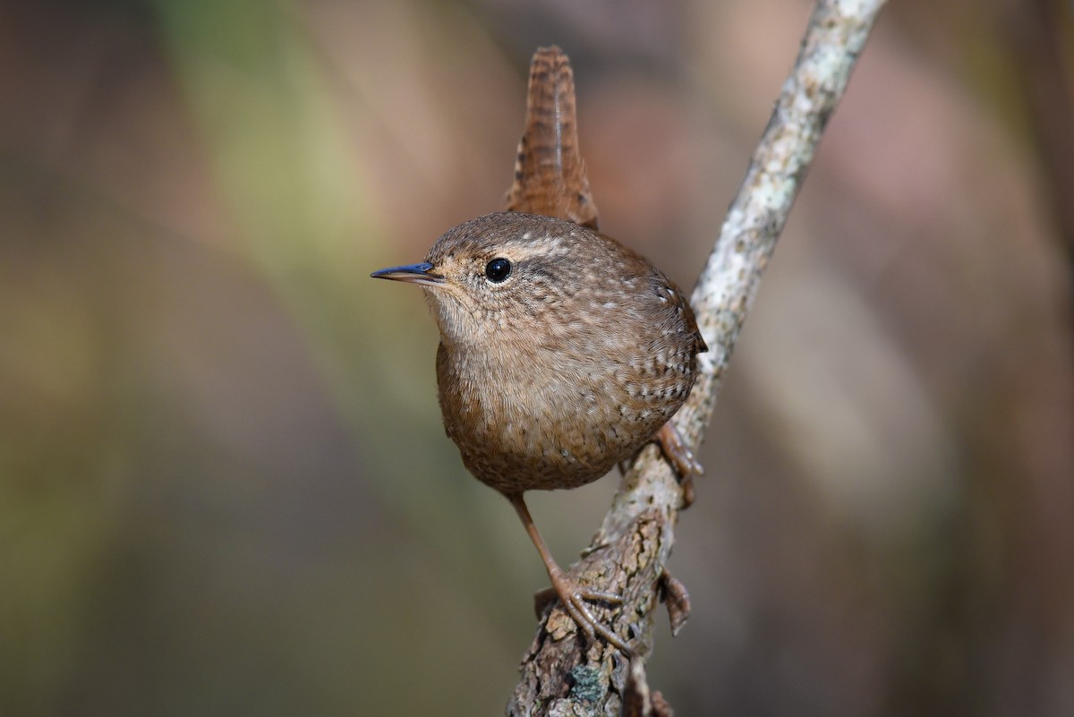 Winter Wren - ML189100041