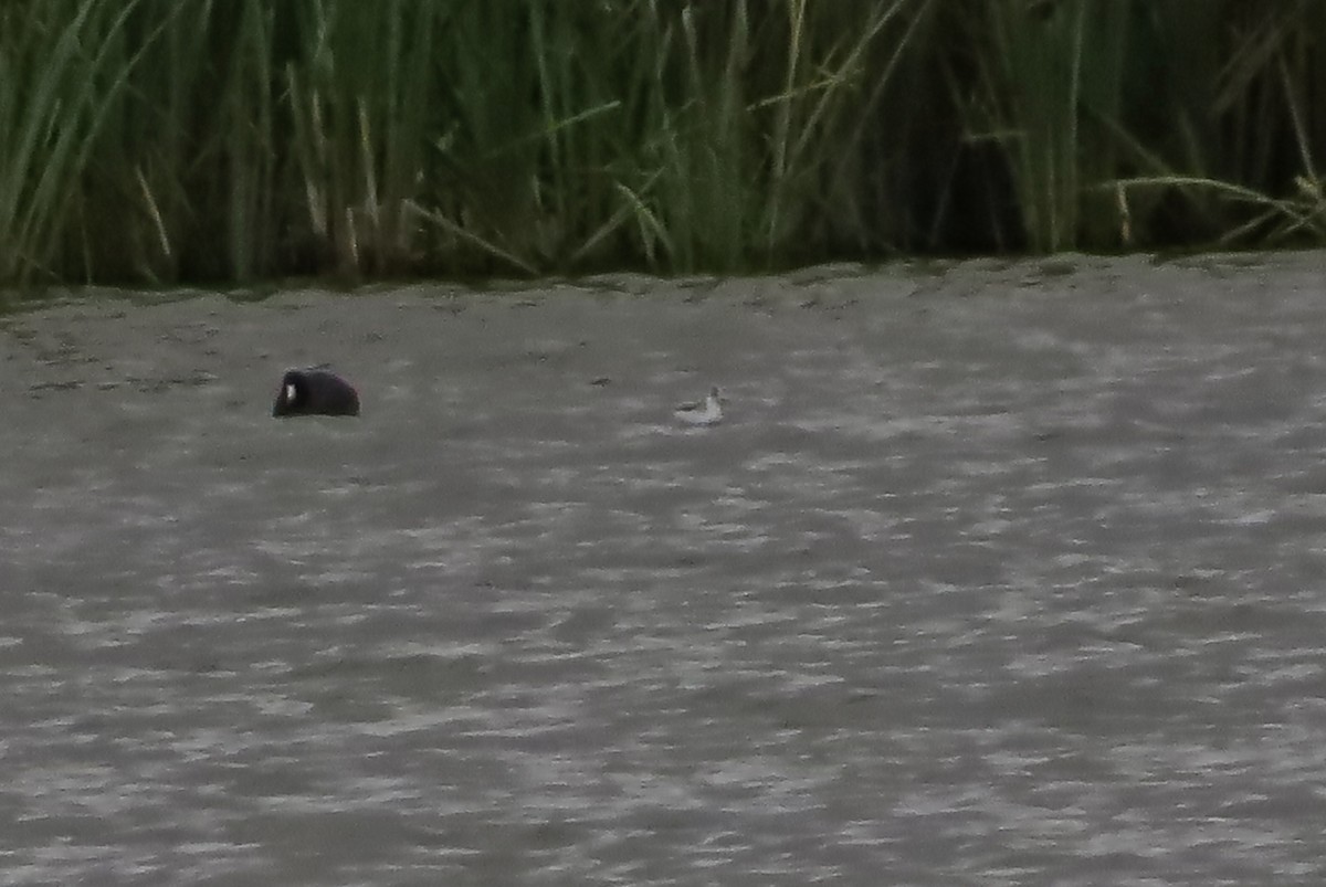 Red Phalarope - ML189100061