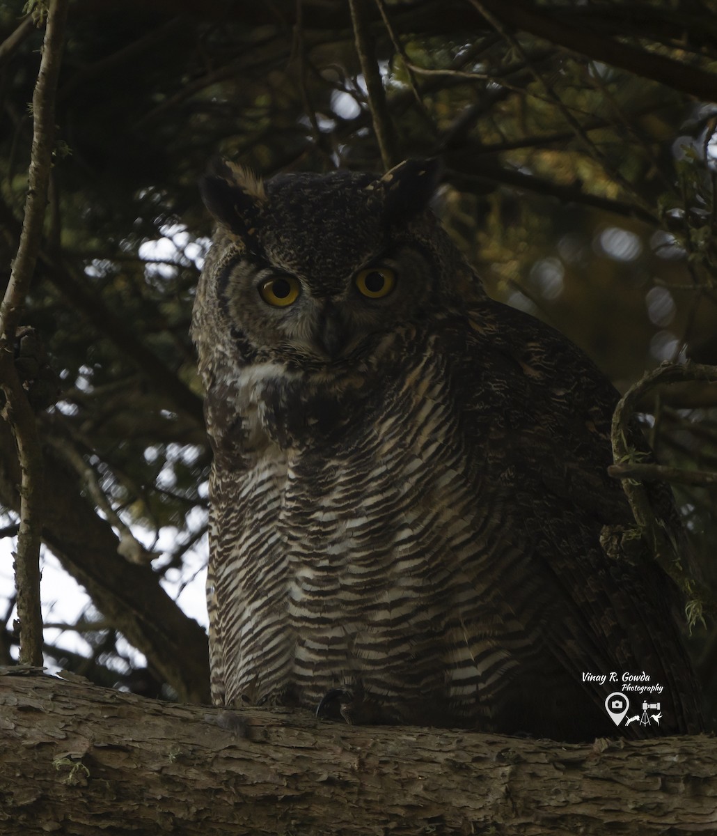 Great Horned Owl - ML189101671