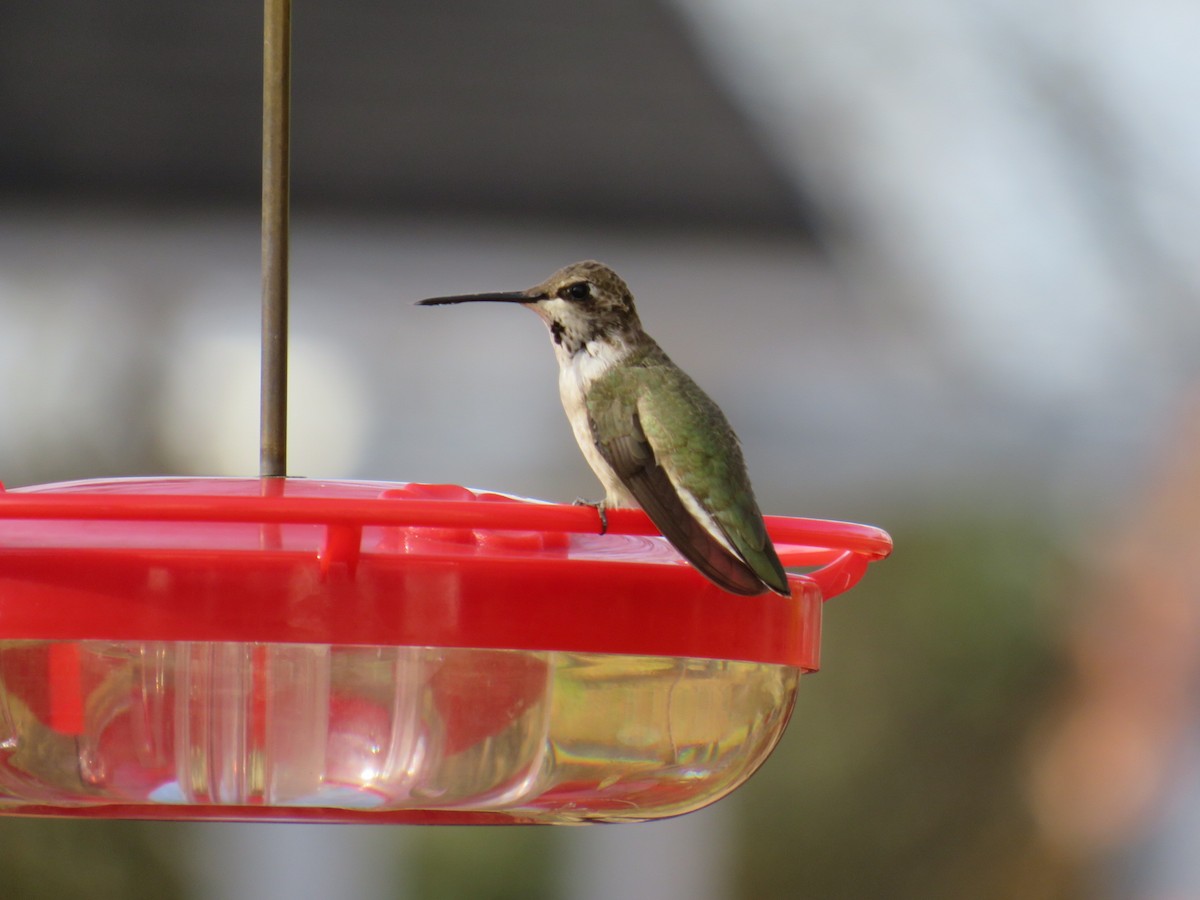 Black-chinned Hummingbird - K.  Dean