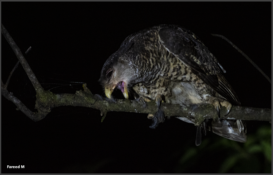 Spot-bellied Eagle-Owl - ML189104341