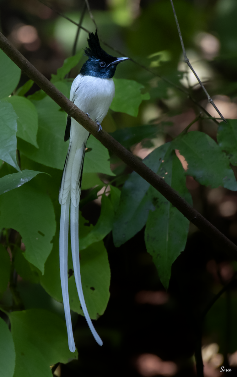 Indian Paradise-Flycatcher - ML189104501