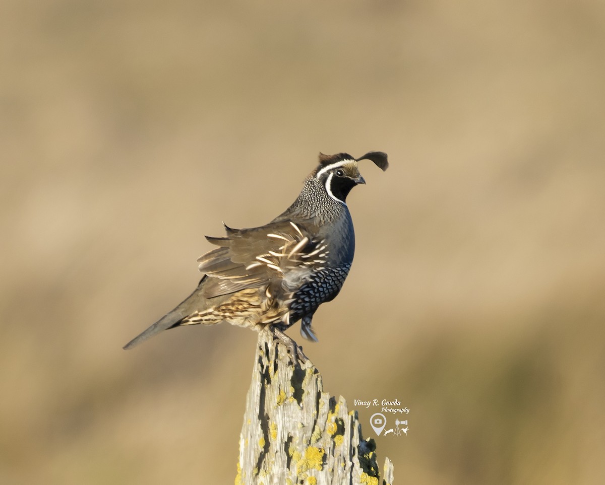 California Quail - ML189104761