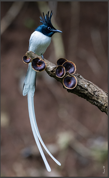 Indian Paradise-Flycatcher - ML189105051