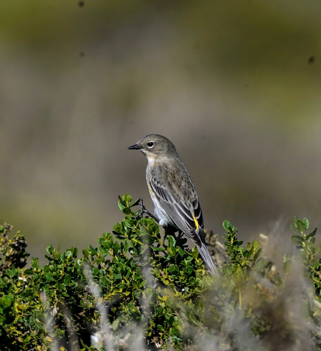 Yellow-rumped Warbler - ML189105231