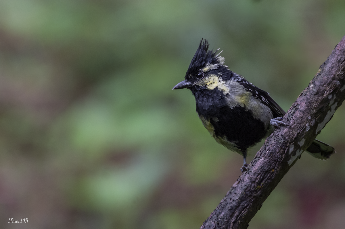 Mésange jaune - ML189105381