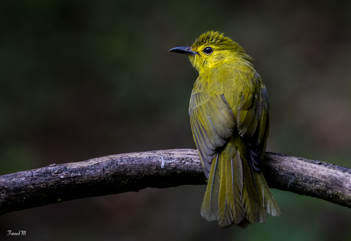 Yellow-browed Bulbul - ML189105601