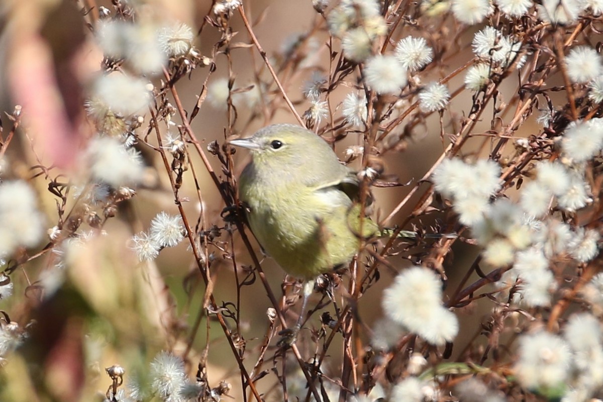 Orange-crowned Warbler - ML189105651