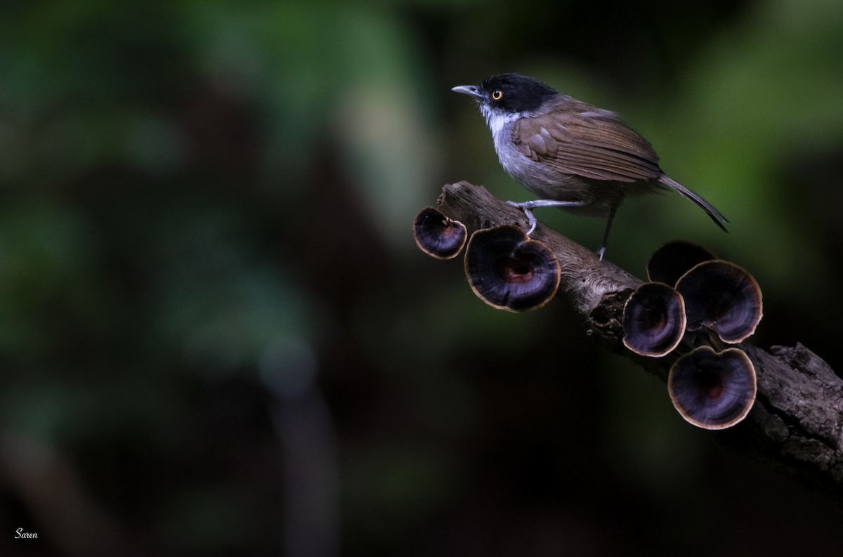 Dark-fronted Babbler - ML189105921