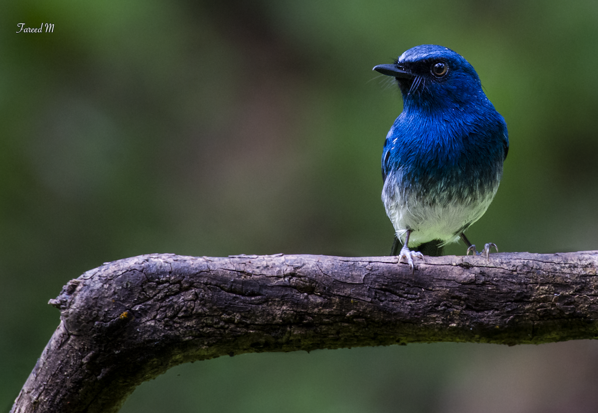 White-bellied Blue Flycatcher - ML189105941