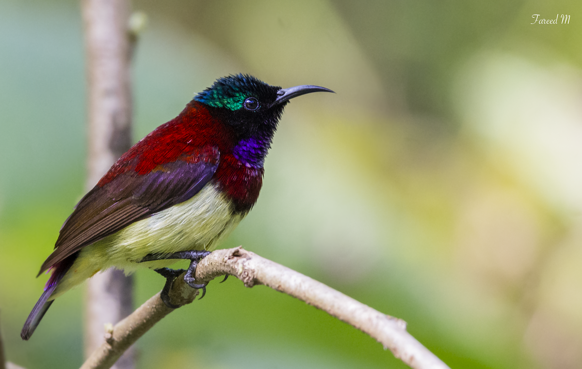 Crimson-backed Sunbird - ML189106041