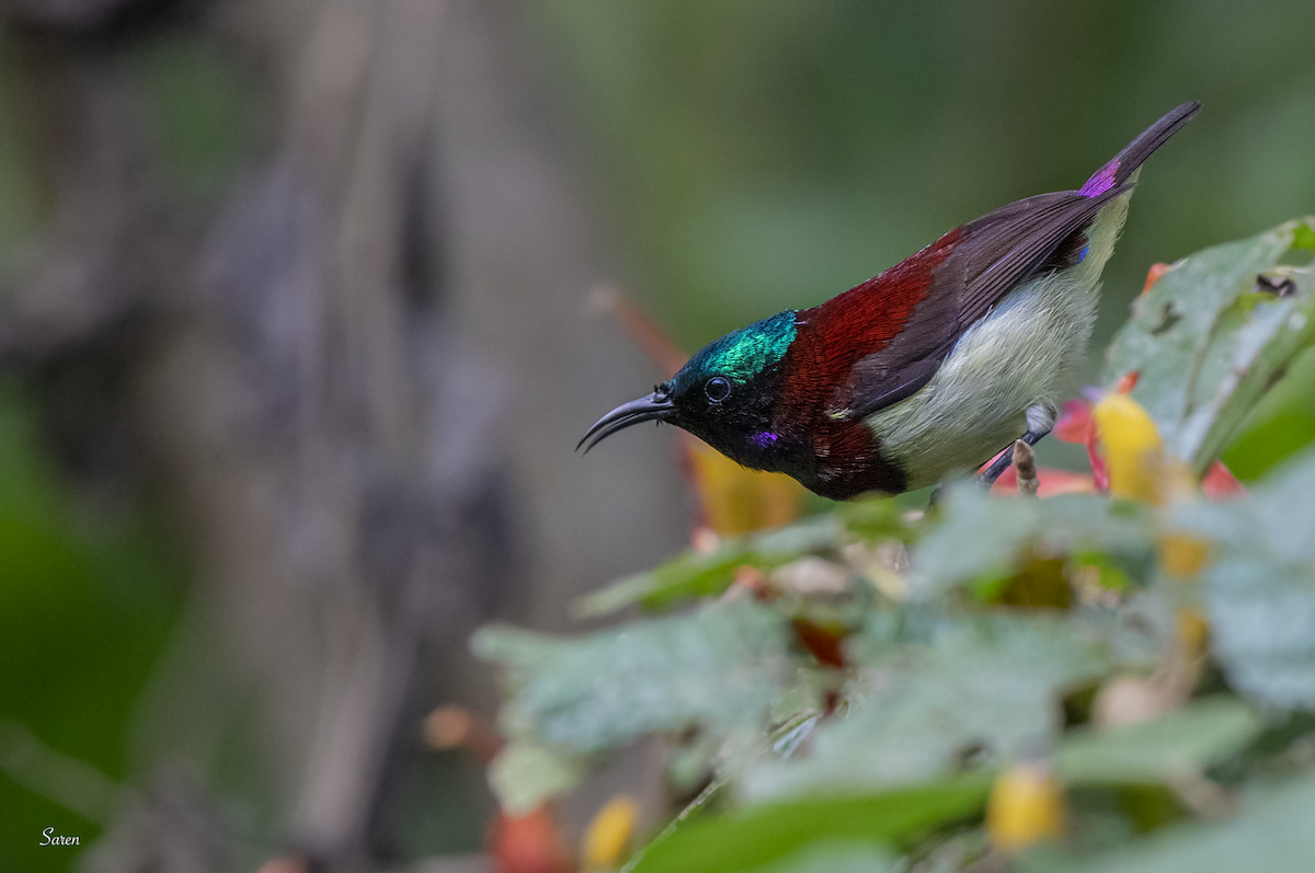 Crimson-backed Sunbird - ML189106071