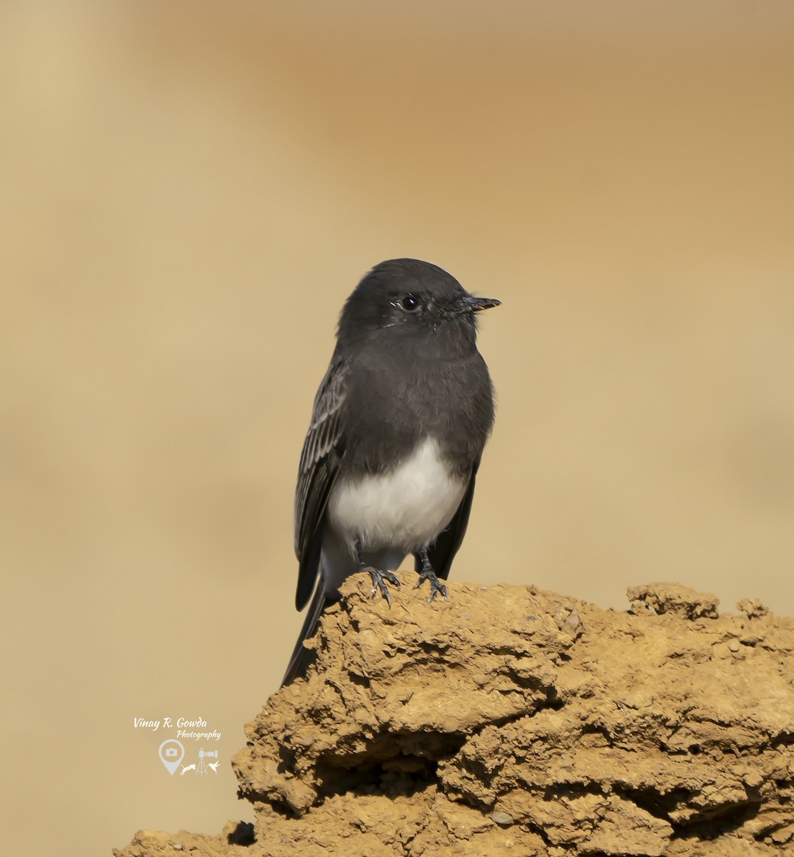 Black Phoebe - ML189106391