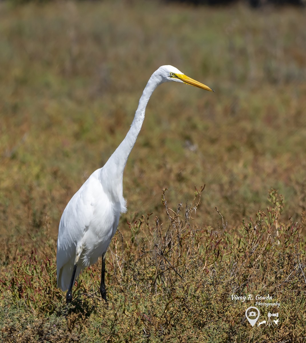 Great Egret - ML189106501