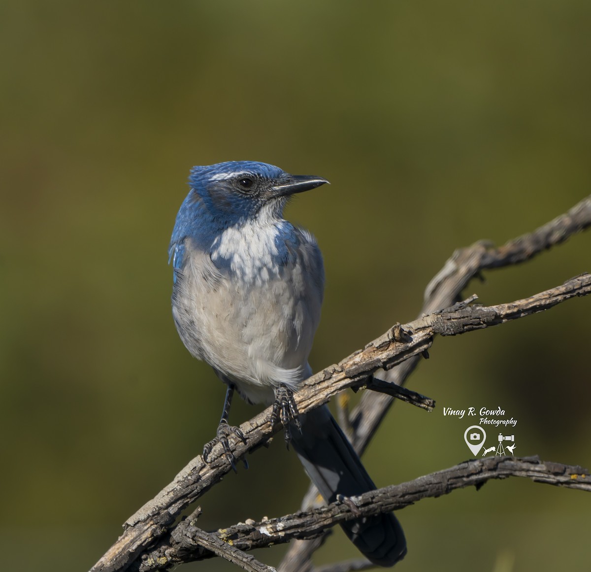 California Scrub-Jay - ML189106581