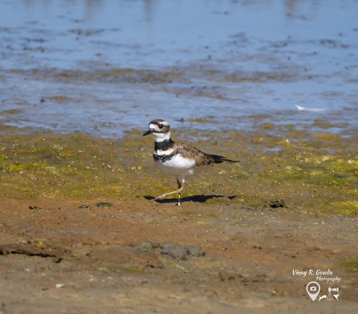 Killdeer - ML189106631