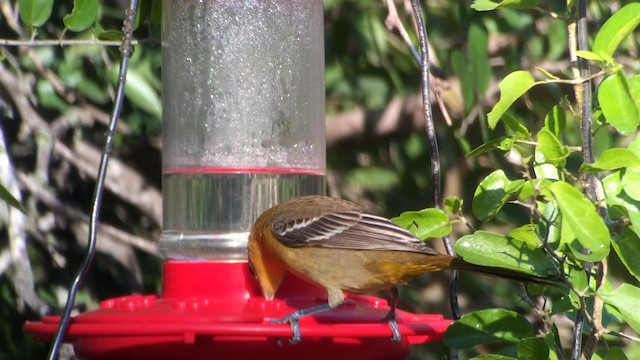 Oriole masqué - ML189107951