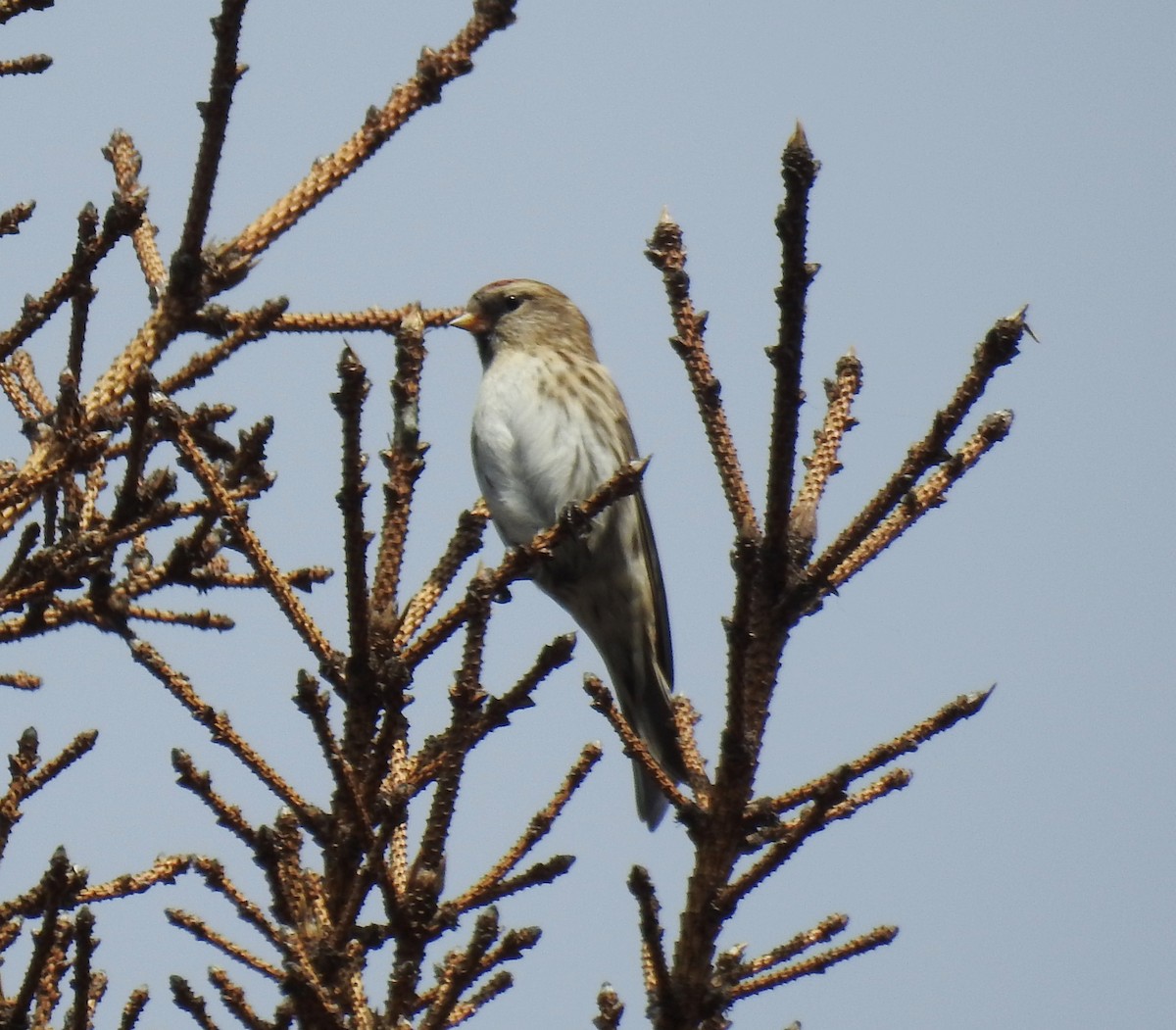 Common Redpoll - ML189108161