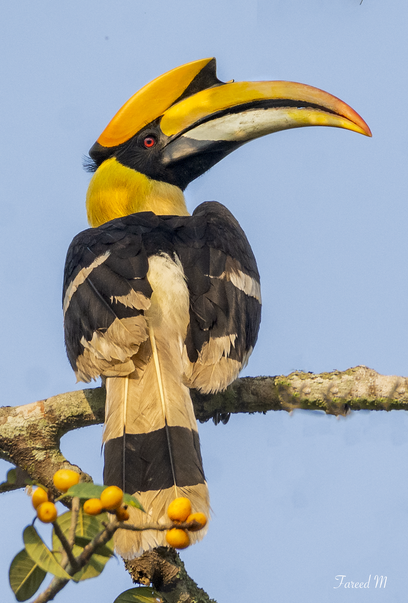 Great Hornbill - ML189108181