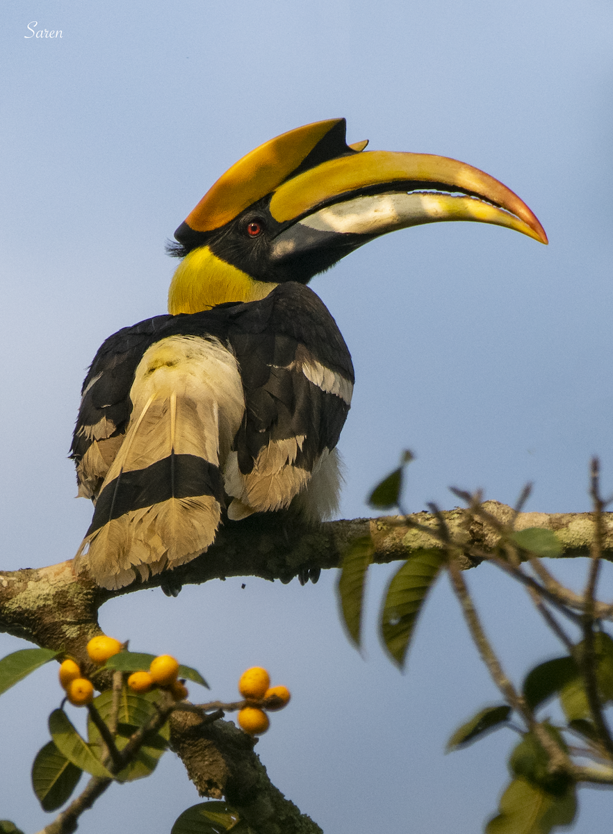 Great Hornbill - ML189108211