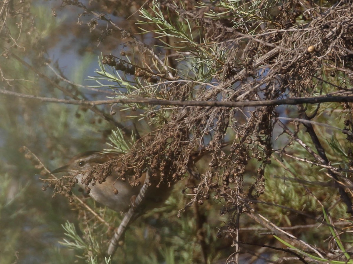 Marsh Wren - ML189108221