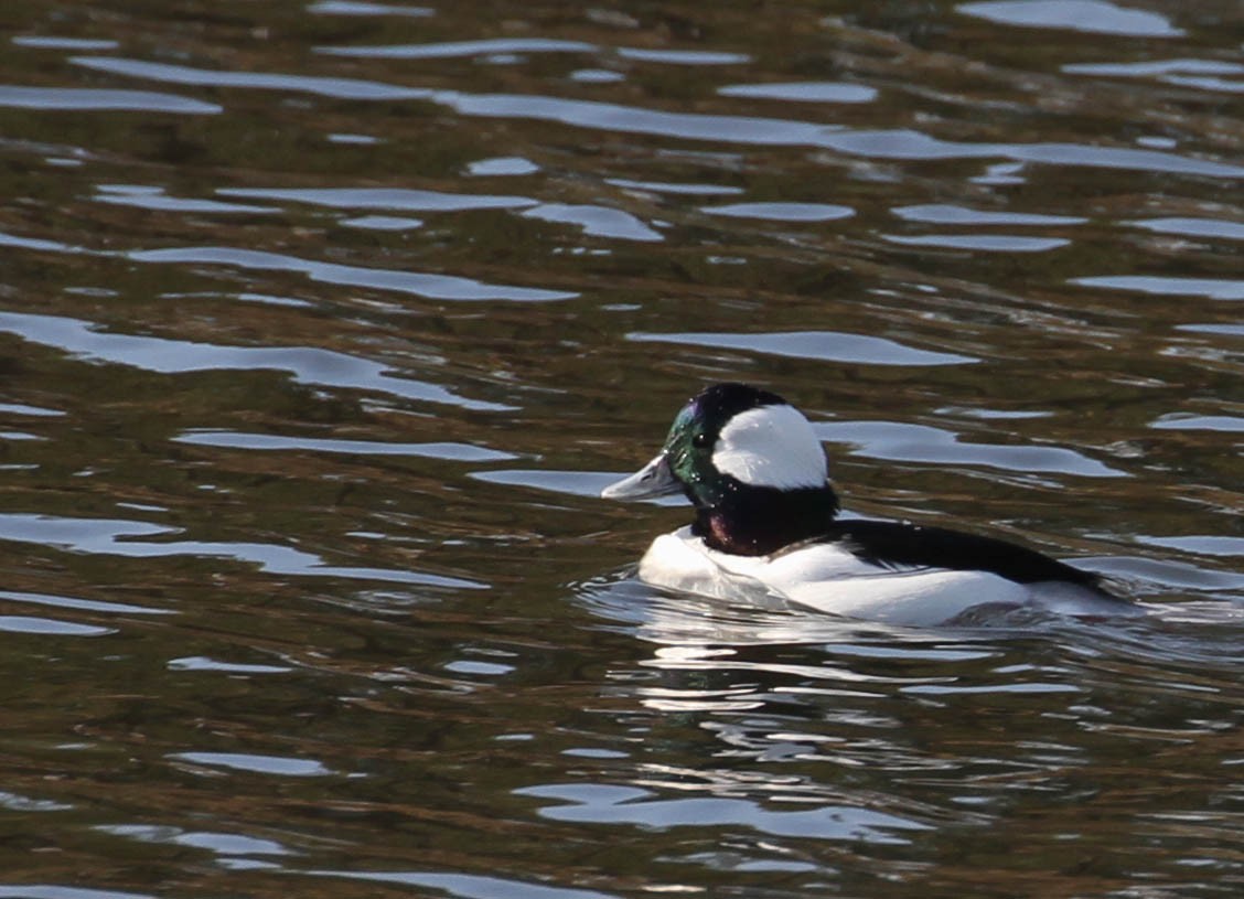 Bufflehead - Tracy Drake