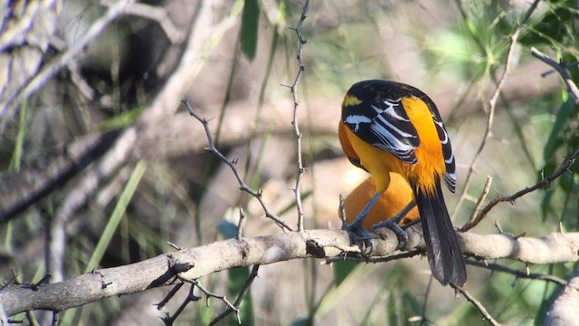 Oriole à gros bec - ML189108431