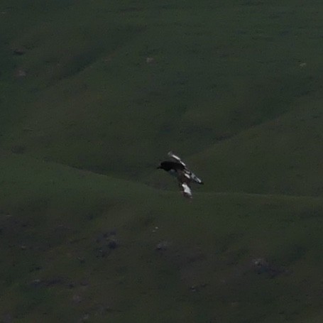 Pintado Petrel - ML189109451