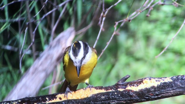 Great Kiskadee - ML189110141