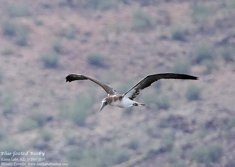 Blue-footed Booby - ML189110251