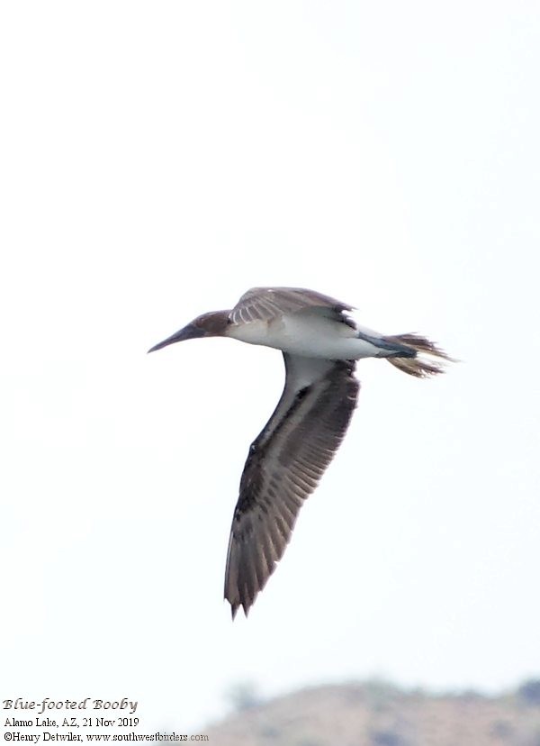 Blue-footed Booby - ML189110271