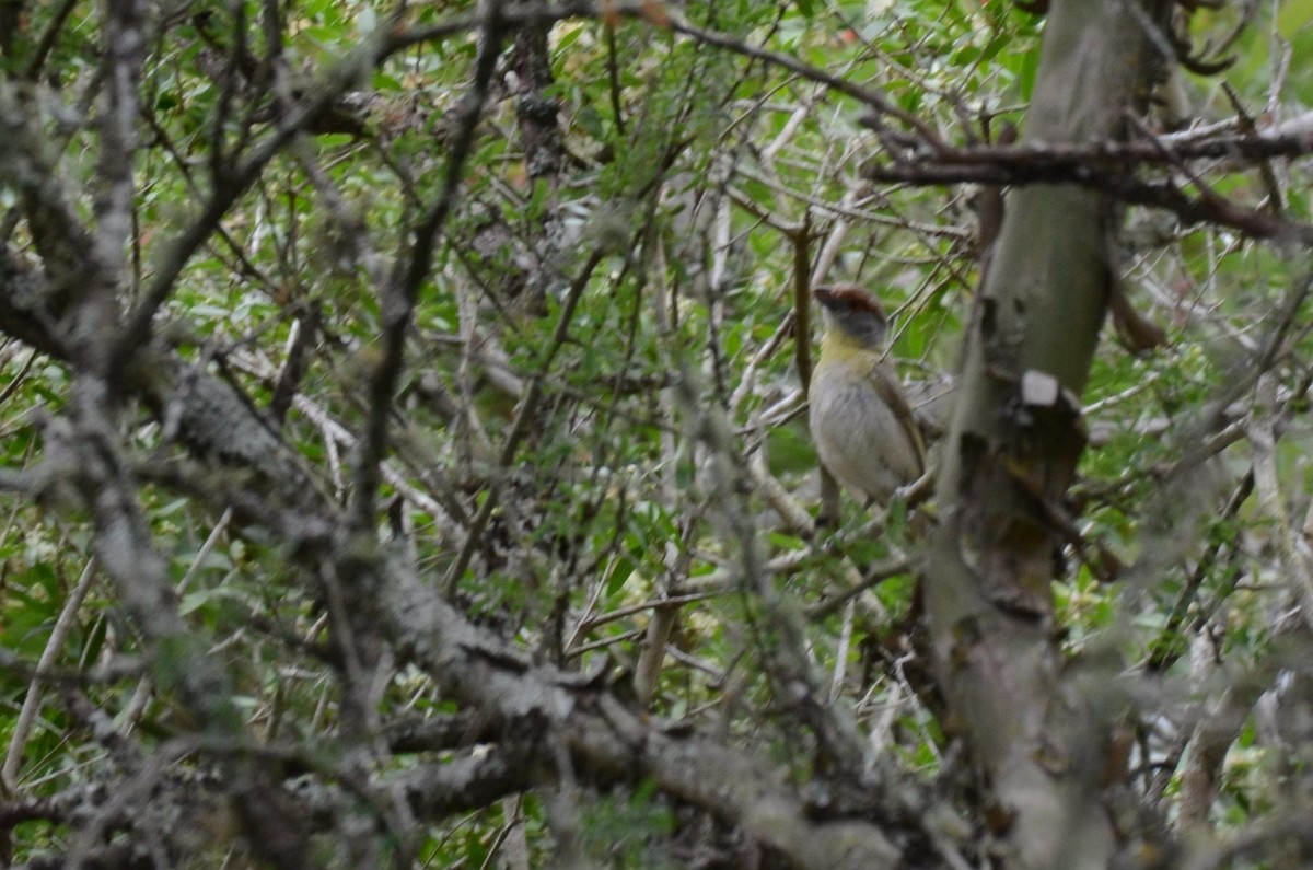 Rufous-browed Peppershrike - Ignacio Zapata