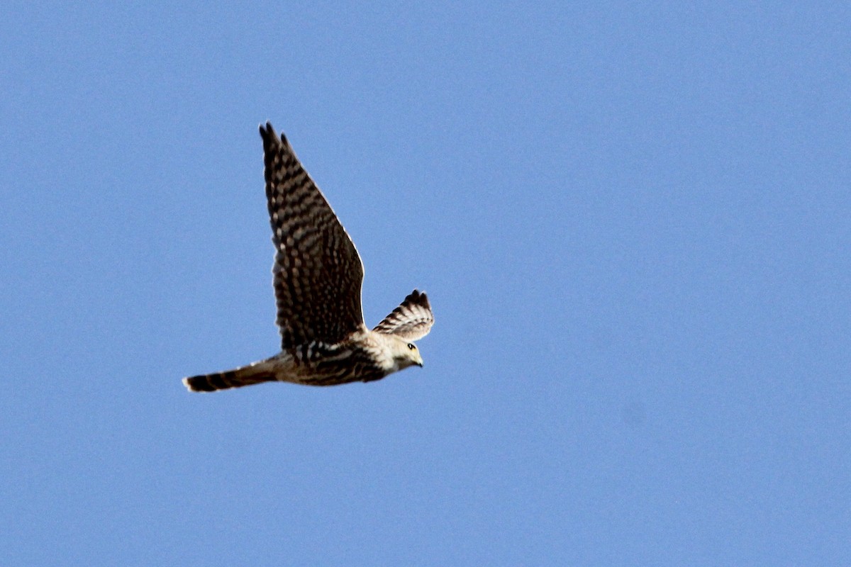 Merlin (Prairie) - Zac Cota