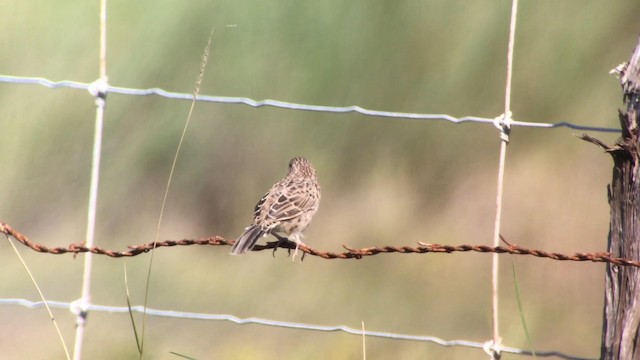 Cassin's Sparrow - ML189111421