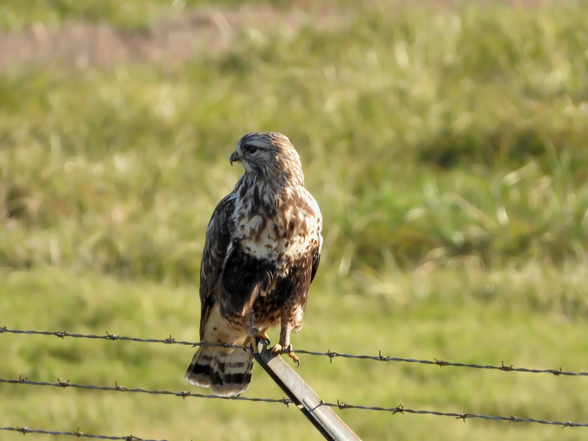 Rough-legged Hawk - ML189112201