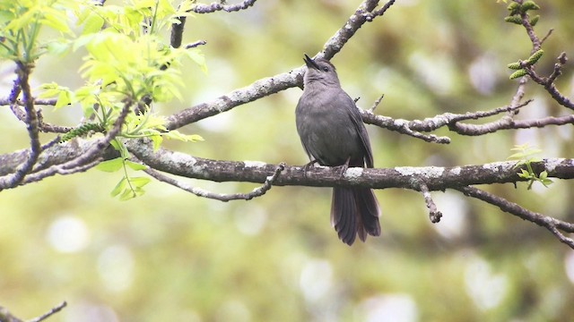 Pájaro Gato Gris - ML189112981