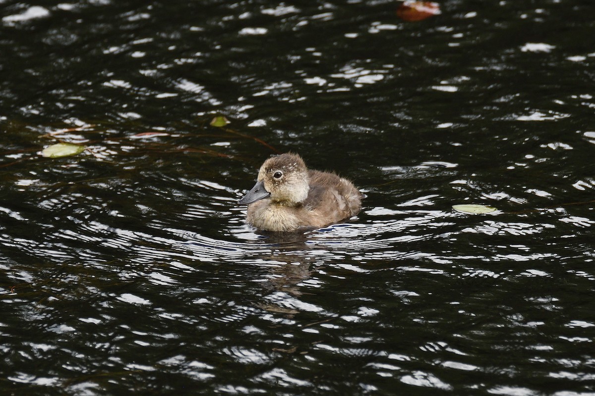 Ring-necked Duck - ML189113861