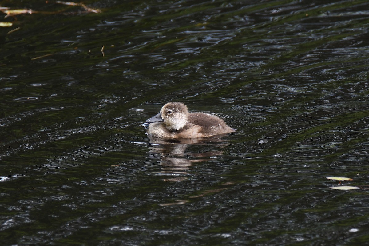 Ring-necked Duck - ML189113871