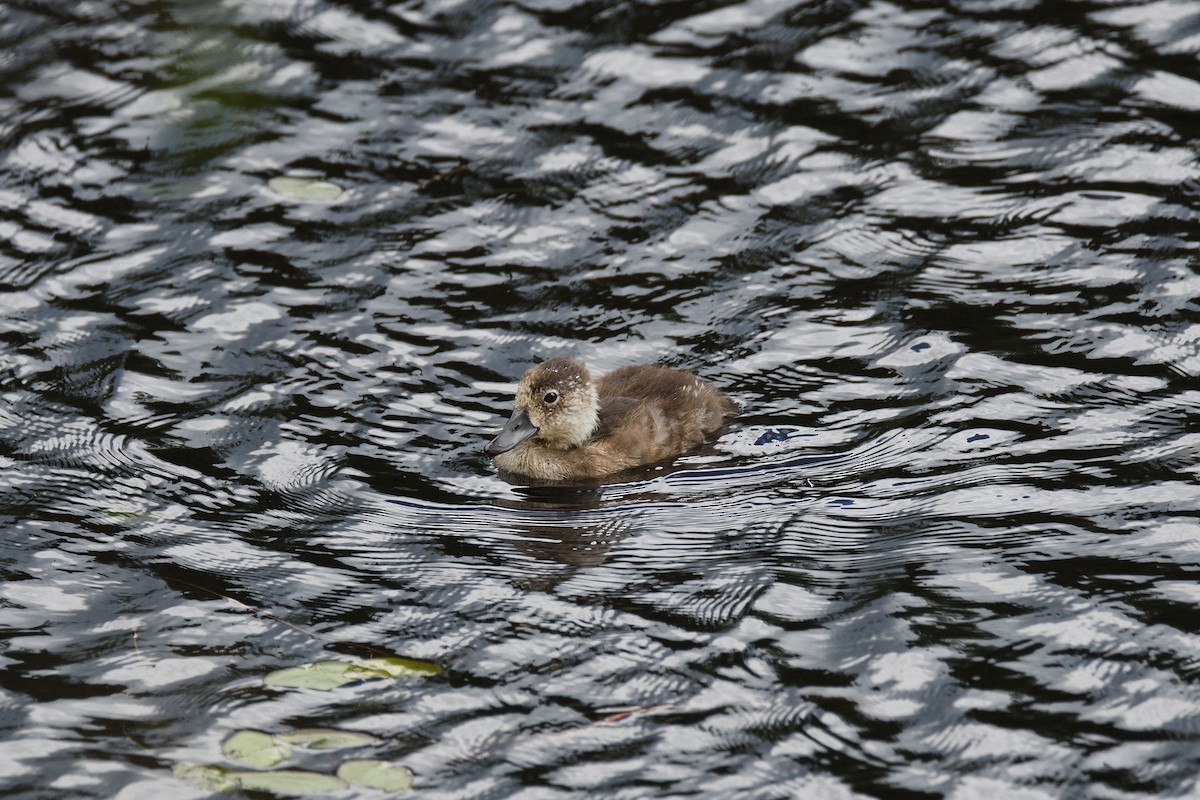 Ring-necked Duck - terence zahner