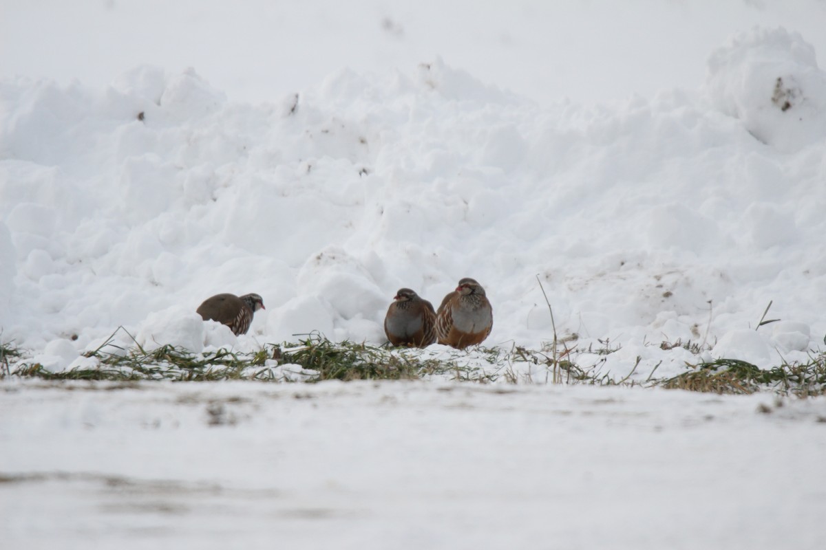 Red-legged Partridge - ML189117641