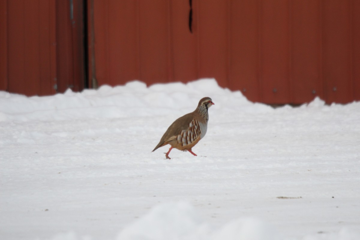 Red-legged Partridge - ML189117651