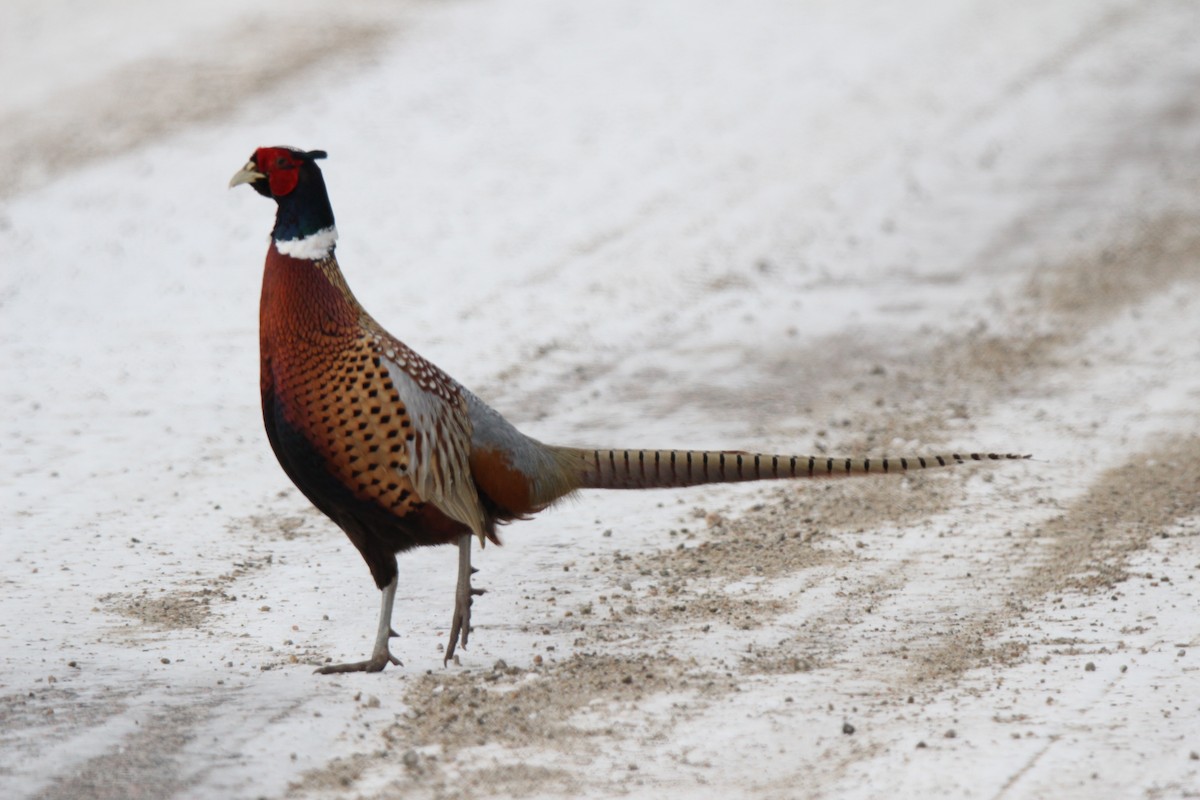 Ring-necked Pheasant - ML189117891