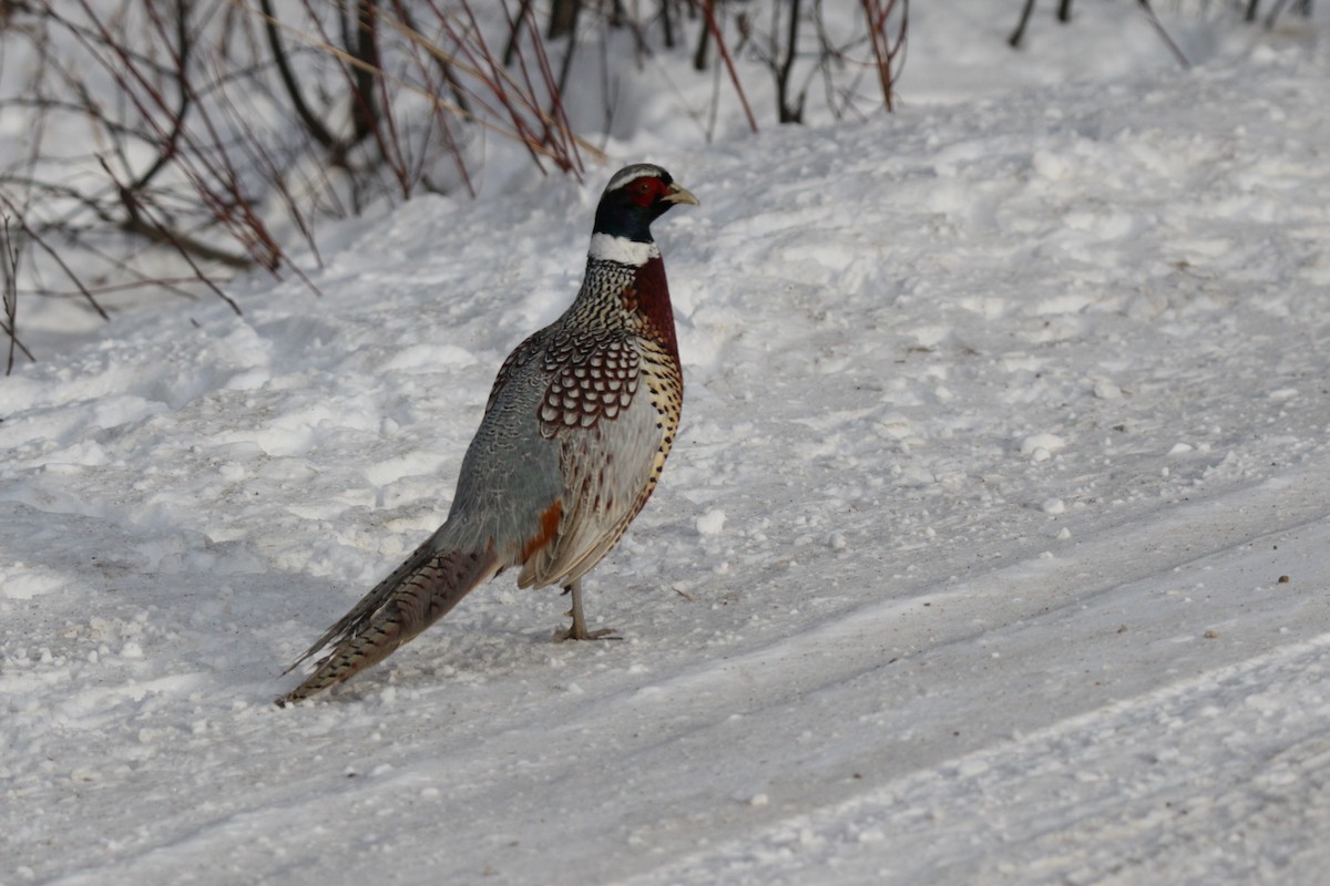 Ring-necked Pheasant - ML189117921