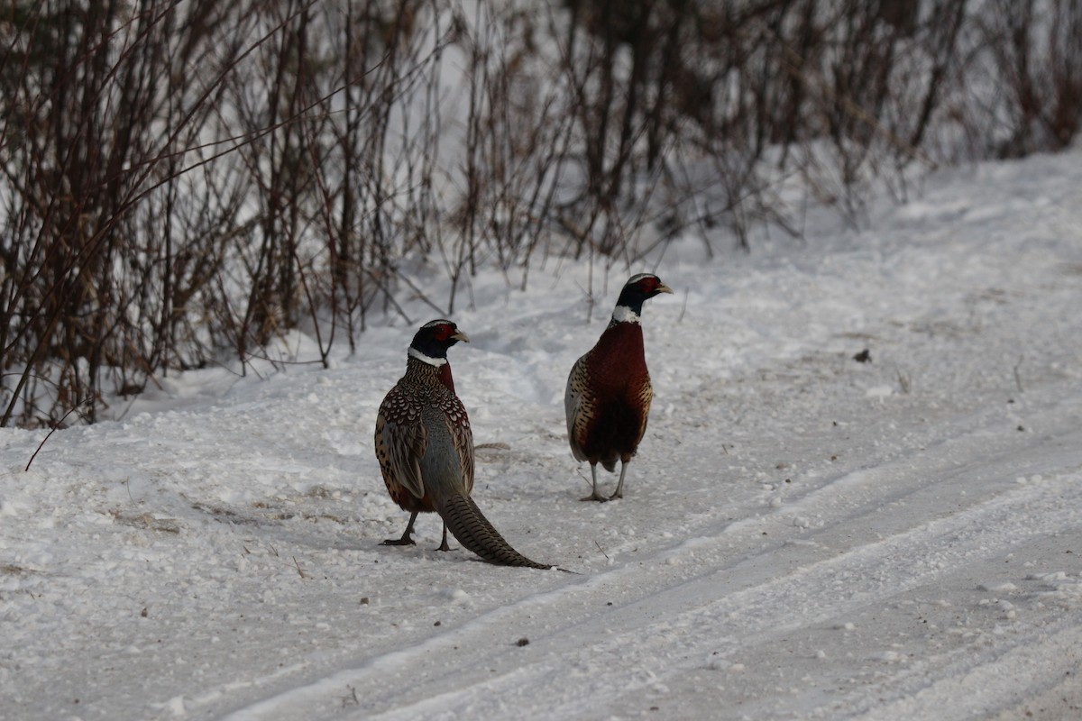 Ring-necked Pheasant - ML189117931