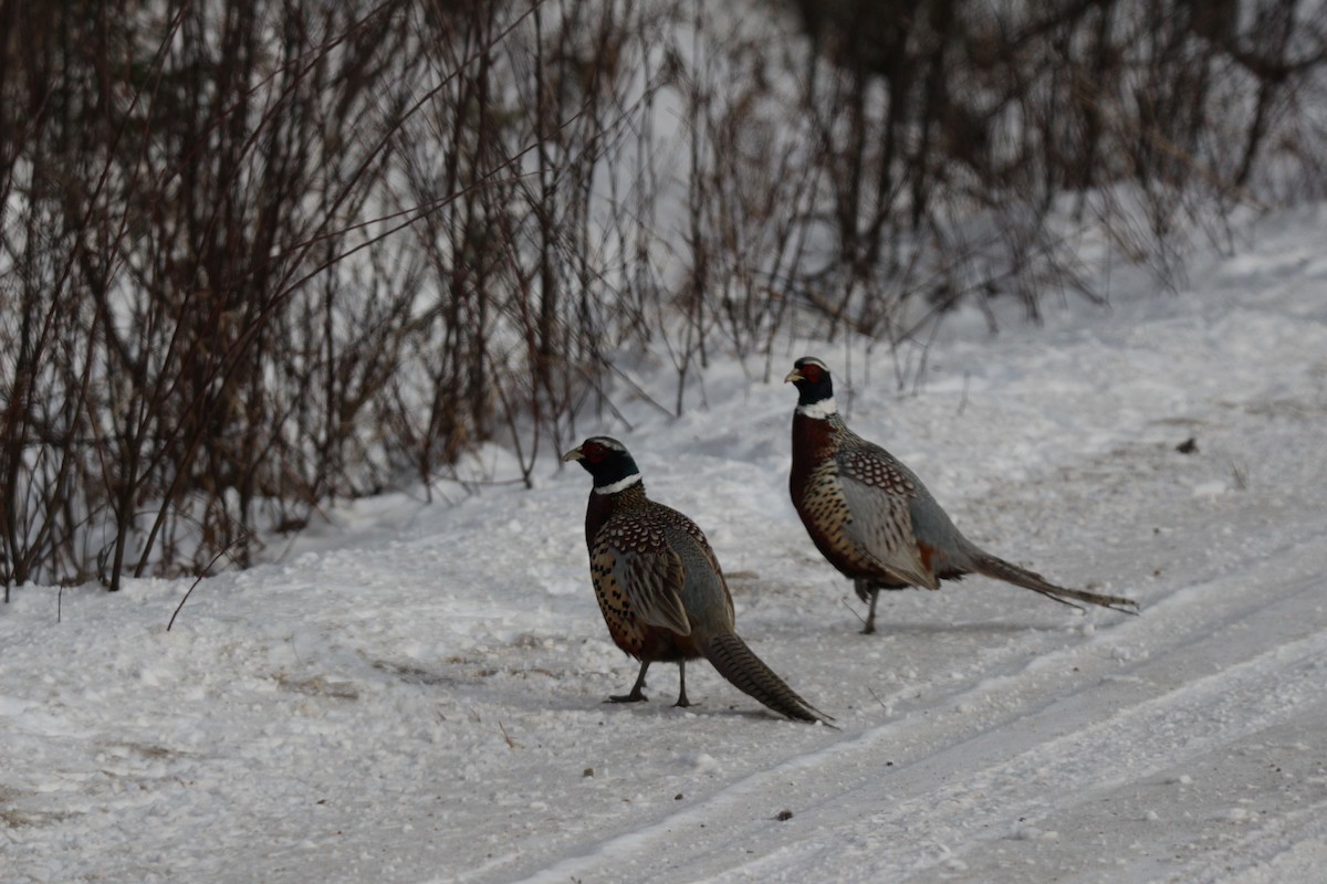 Ring-necked Pheasant - ML189118051