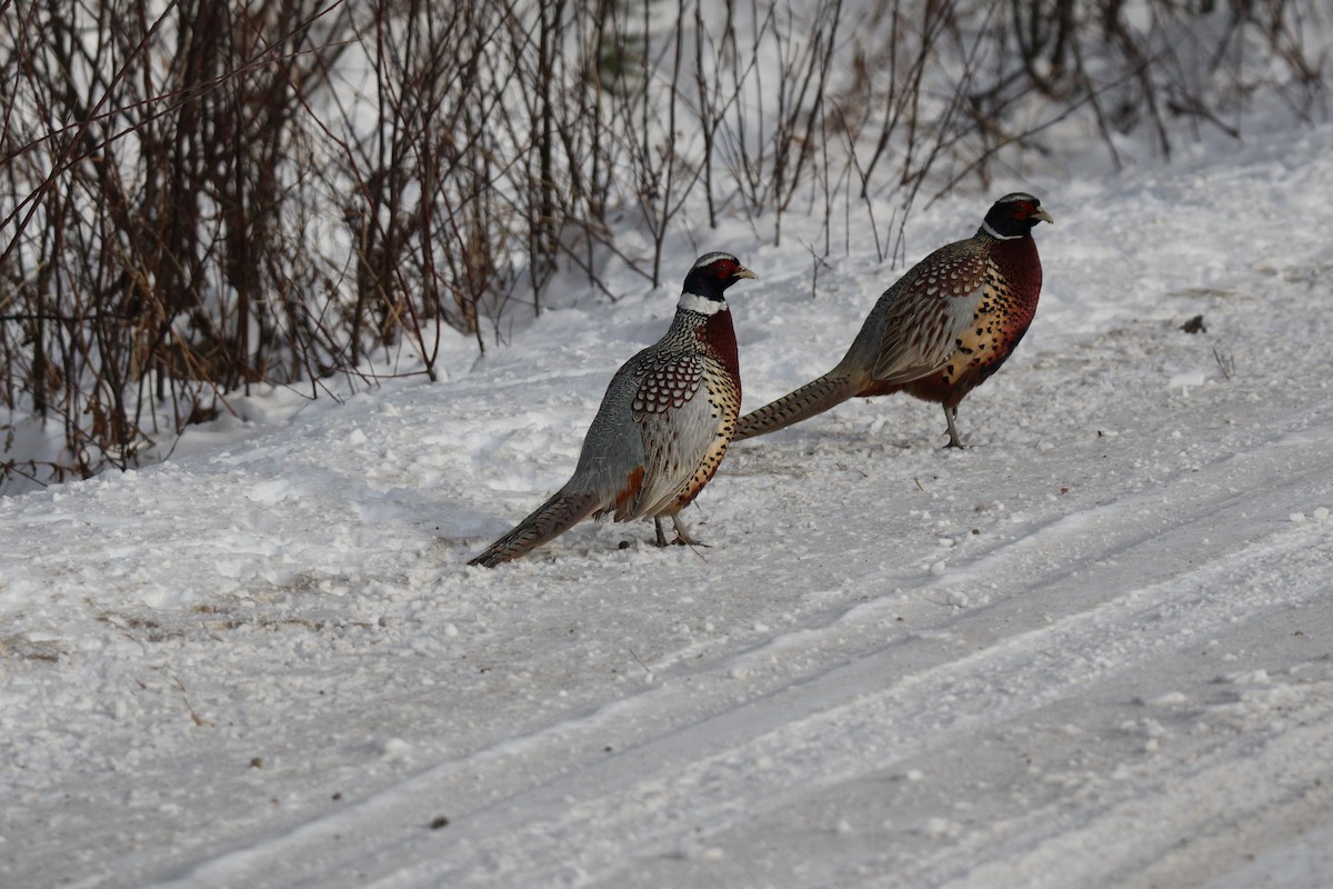 Ring-necked Pheasant - ML189118081