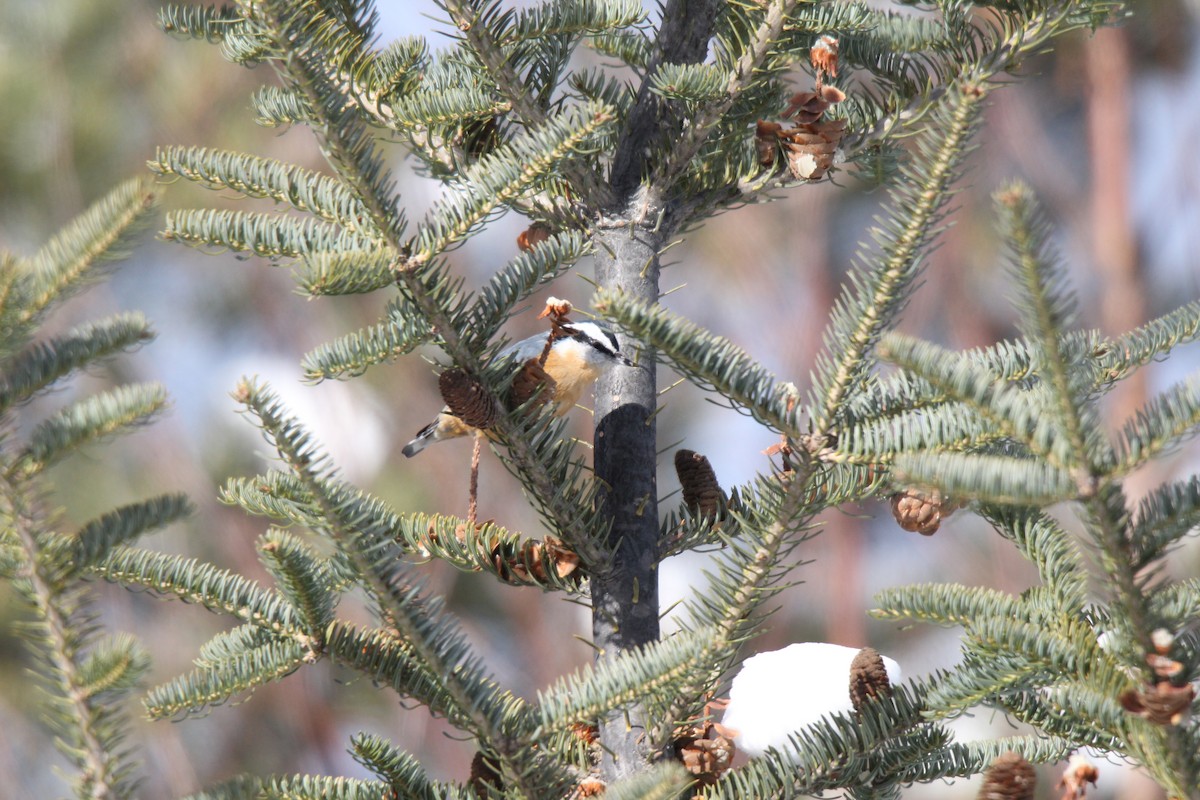 Red-breasted Nuthatch - ML189118361