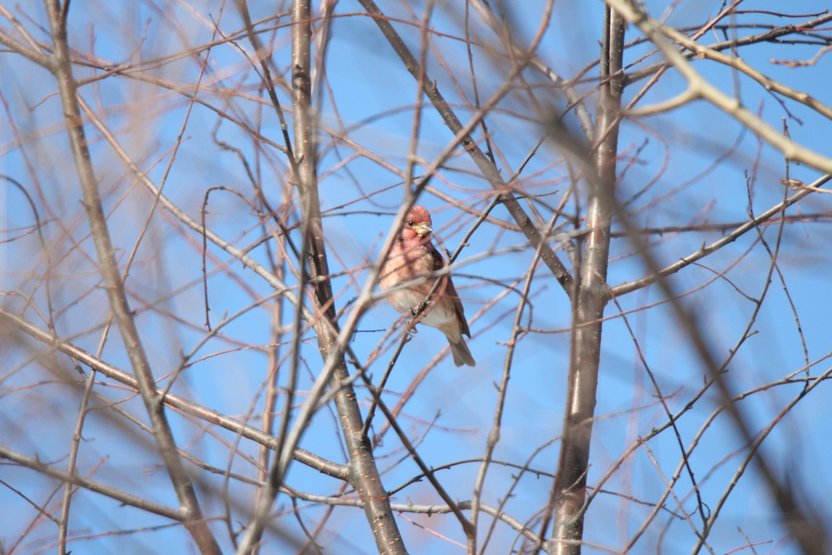 Purple Finch - ML189118551