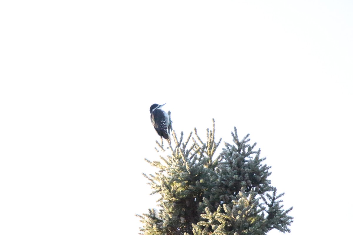 Black-backed Woodpecker - ML189119011